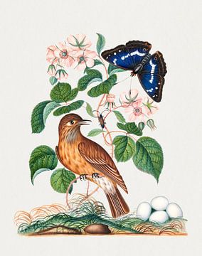 Vintage botanischer Kunstdruck, Vogel, Schmetterlinge, neu gemischt aus Kunstwerken von James Bolton von Studio POPPY