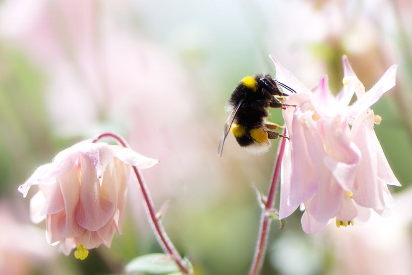Soft atmosphere by Click it Fotografie