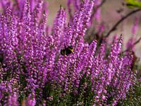 Hummel auf Heidekraut Blume De Maashorst