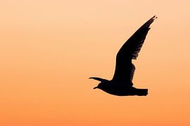 Mouette au coucher du soleil sur Dennis Bresser