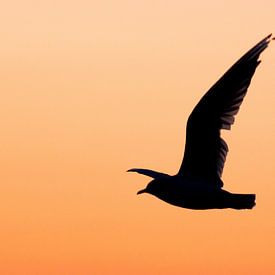 Meeuw bij zonsondergang van Dennis Bresser