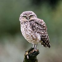 Burrowing Owl