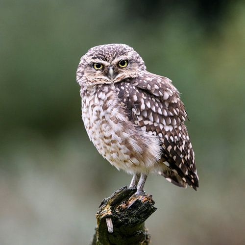 Holenuil van Brigitte Wirschell