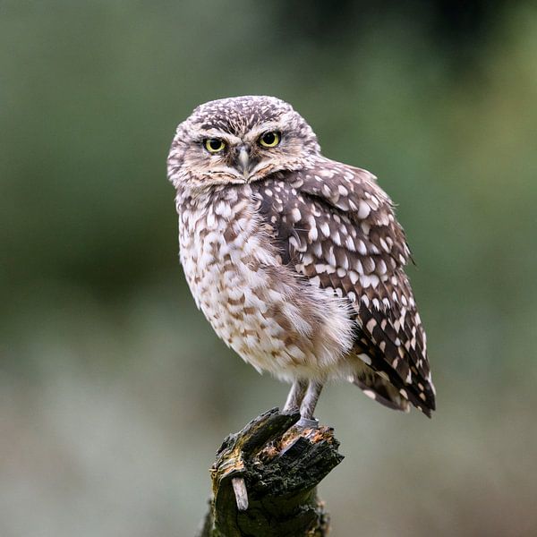 Burrowing Owl by Brigitte Wirschell