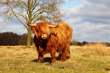 Schotse hooglander van Dian Poppen