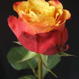 Rose von Bennie Eenkhoorn