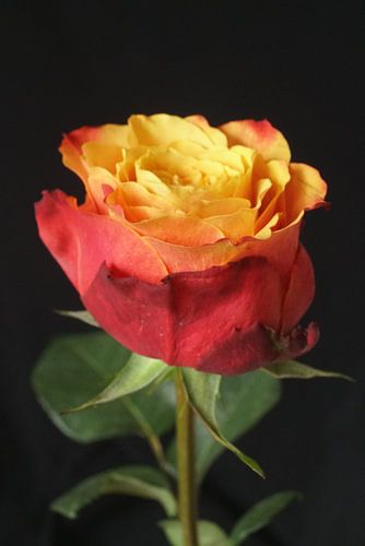 Roos