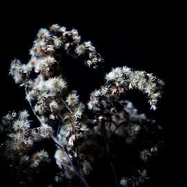 Still life 6 by Su The Dreamoffice Director