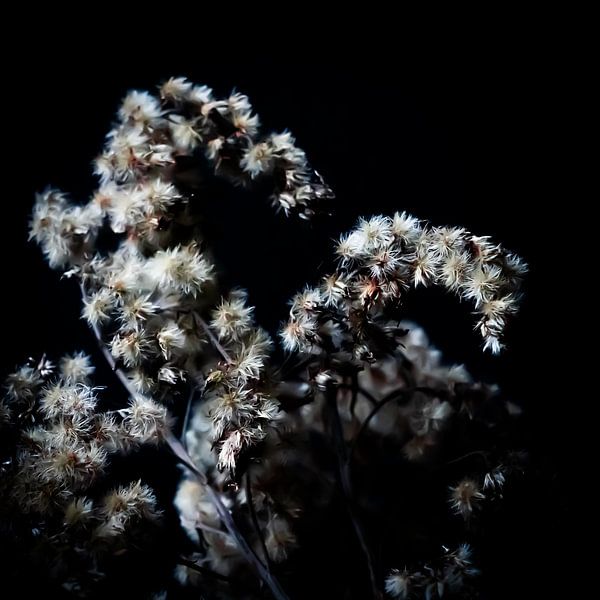 Still life 6 by Su The Dreamoffice Director