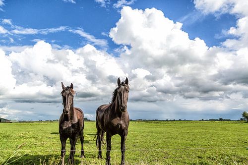 Frisian horses