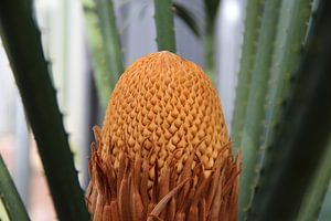 Madagascar-Sago