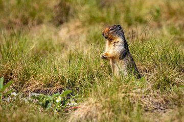 Prairiehond in de Rocky Mountains van Roland Brack