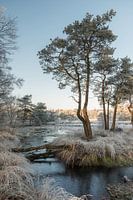 winter landscape with trees and water