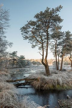 winter landscape with trees and water van ChrisWillemsen