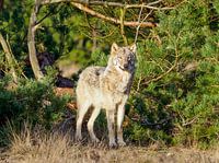wolf op de veluwe