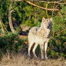 le loup sur le veluwe sur Gerard Hol