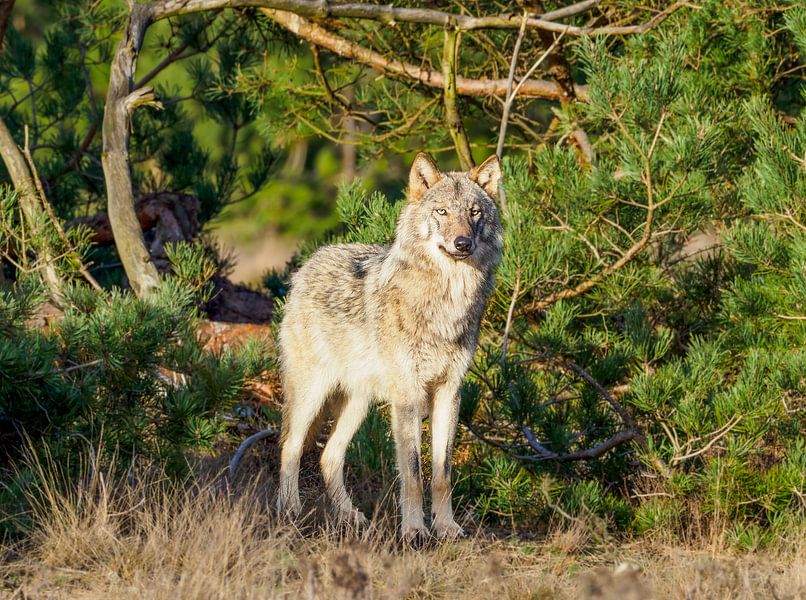 wolf op de veluwe van Gerard Hol