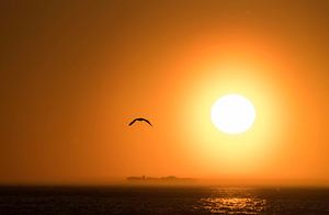 A seagull in front of the setting sun sur Leon Doorn