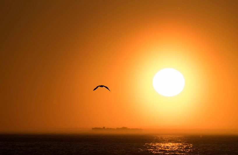 A seagull in front of the setting sun von Leon Doorn