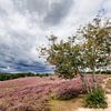 Heidepracht onder een prachtige wolkenlucht van Jan Jansen Natuurfotografie