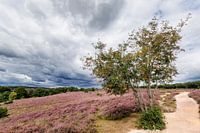 La beauté de la bruyère sous des nuages menaçants