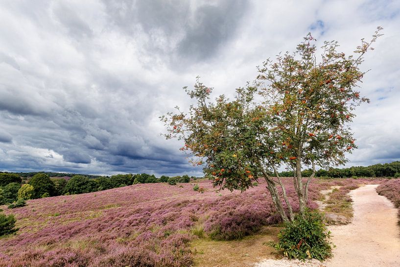 Heideschönheit unter bedrohlichen Wolken von Jan Jansen Natuurfotografie