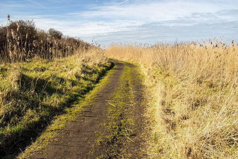 Naturschutzgebiet am Goeree Overflakkee von Irene Lommers