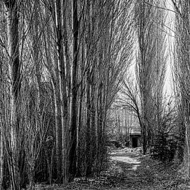 Wohin führt der Weg? von Roland's Foto's