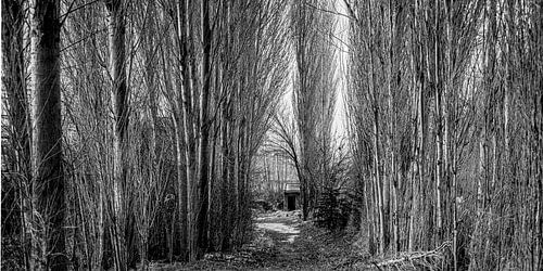 waarheen leidt de weg van Roland's Foto's