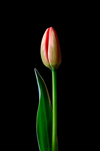 Tulpe elegant von Thomas Jäger
