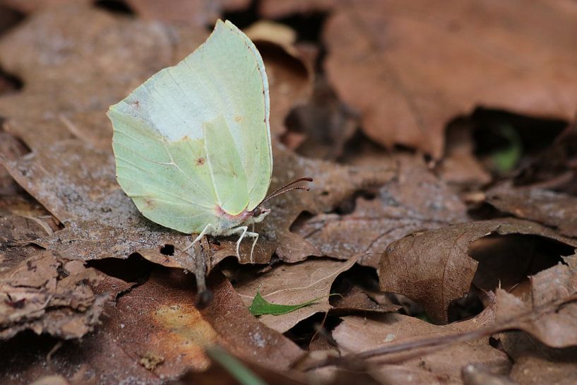 Schmetterling zwischen toten Blättern von Rick Kroeze