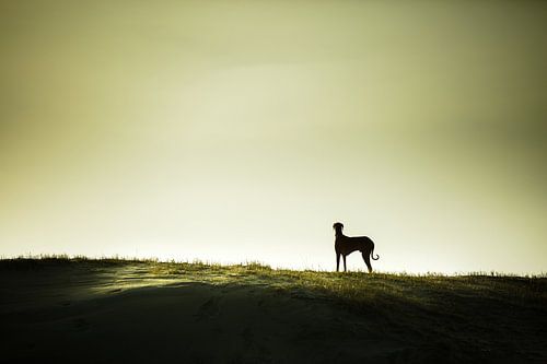 Solitaire à l'horizon