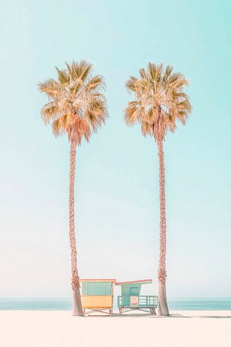 Palm trees on the beach