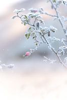 Snow on the button