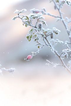 Winter is gekomen! van Marika Huisman fotografie
