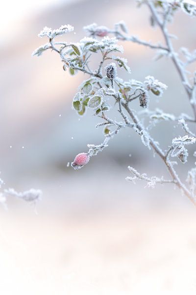 Snow on the button by Marika Huisman fotografie