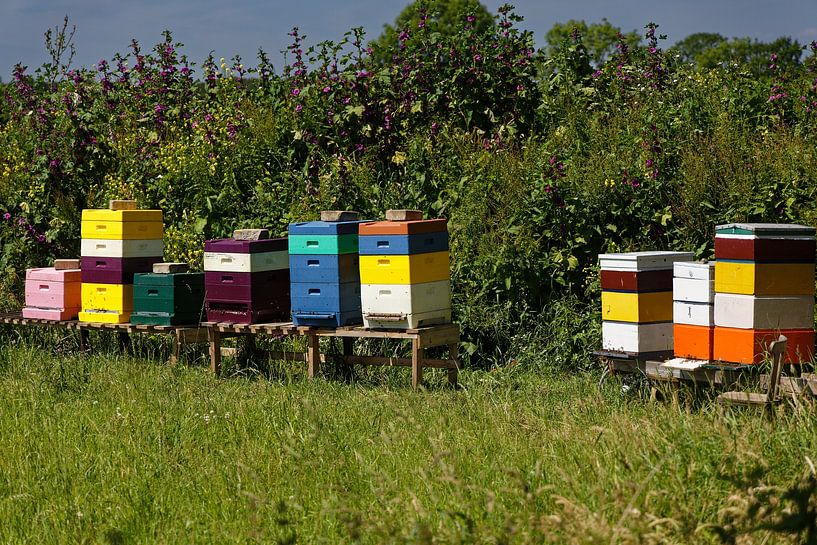 Hives by Carin IJpelaar