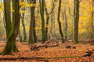Speulder forest by Evert Jan Kip thumbnail