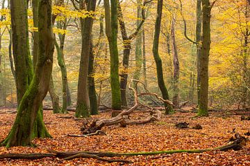 Speerwald von Evert Jan Kip