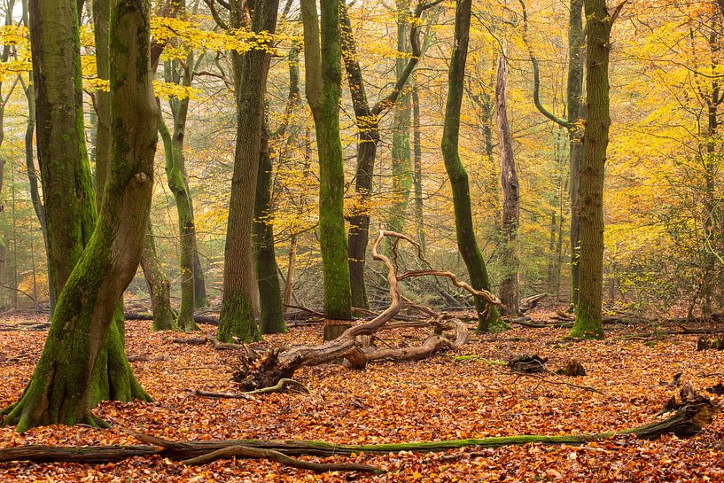 Speulder forest by Evert Jan Kip