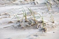 Schoorlse Duinen