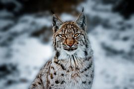 Der Eurasische Luchs von Johnny van der Leelie