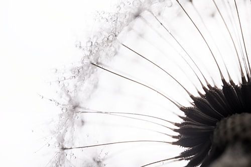 Waterdruppeltjes op de pluisjes van een paardenbloem