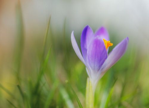 Macro van een krokusbloem