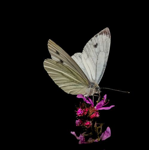 White butterfly in spotlight