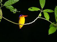 Eisvogel - Lichtblick im Dunkeln