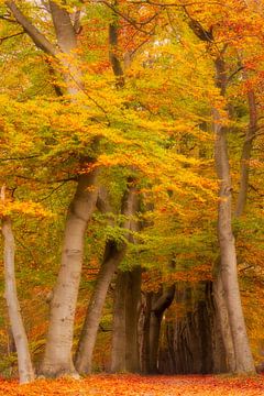Herbstliche Aussicht von Bilt. von Richard Nell