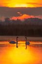 Zwanen van Peter Deschepper thumbnail