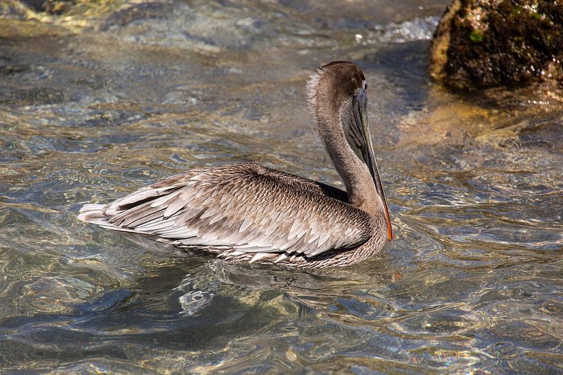 Pelikan in freier Wildbahn auf Curacao. von Janny Beimers