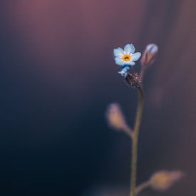 Vergeet-mij-nietje, maar dan anders 3 van MdeJong Fotografie